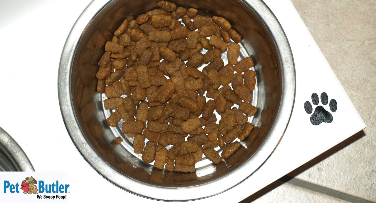 9 reasons to use a dog feeding puzzle: Advice from a vet