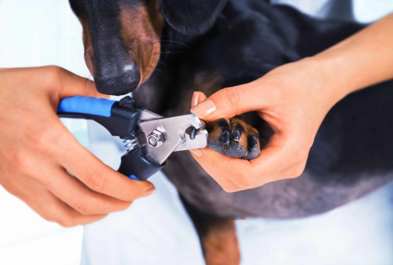 can you use human toenail clippers on dogs