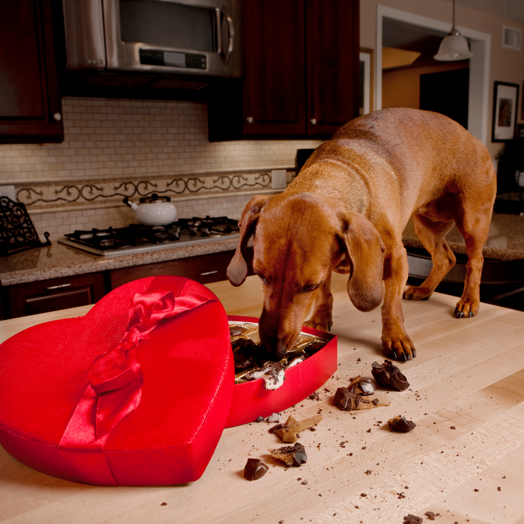 What Happens If Your Dog Eats Chocolate