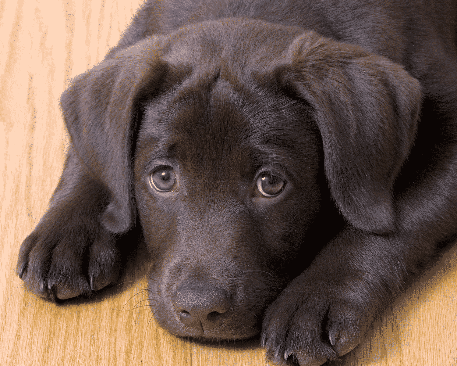 sad puppy dog images