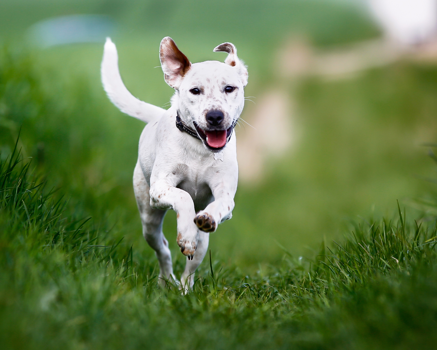 Indoor Activities for Herding Dogs