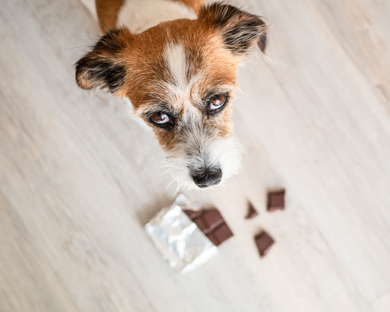 Dog ate chocolate candy sale