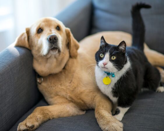 Senior dog and cat on couch