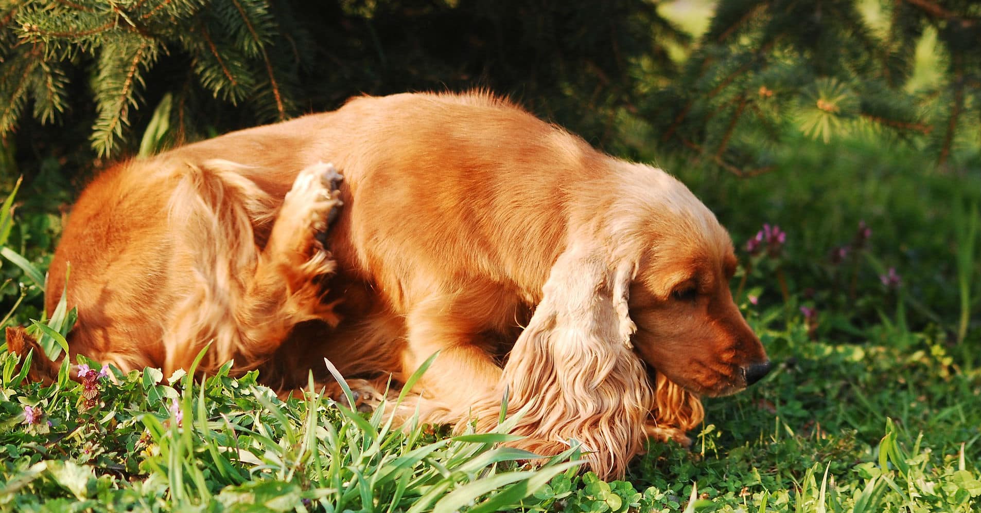 itchy scratching dog