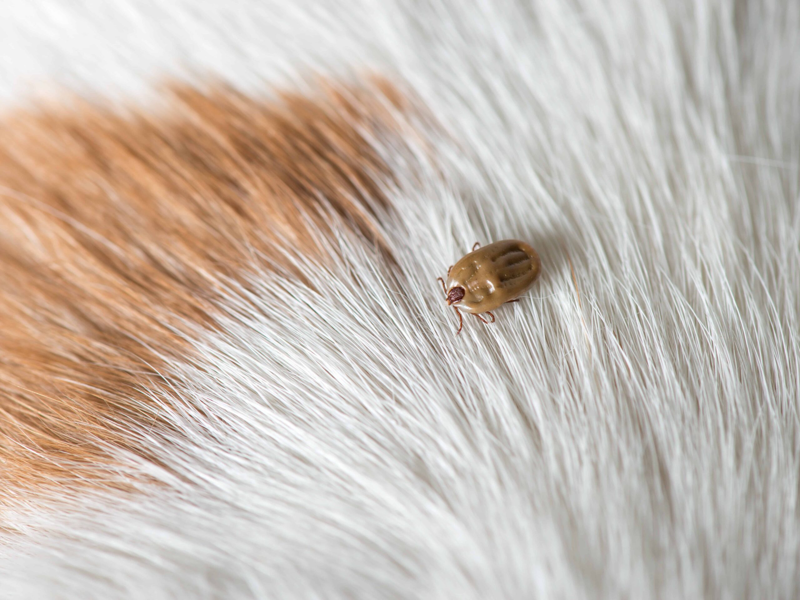 tick on dog