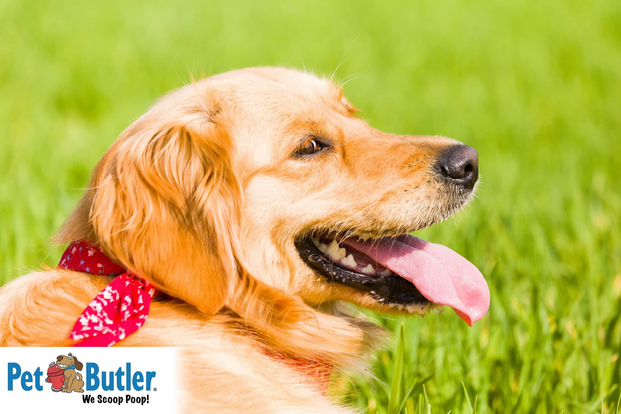 Allergy Season Symptoms And Treatment For Allergies In Dogs 