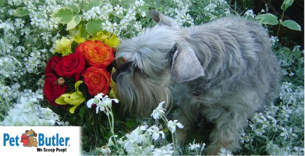 poisonous plants for dogs