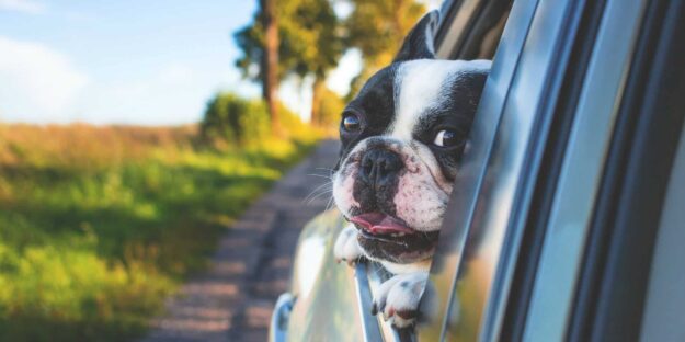 dog travel anxiety and car sickness