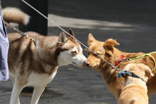 dogs socializing