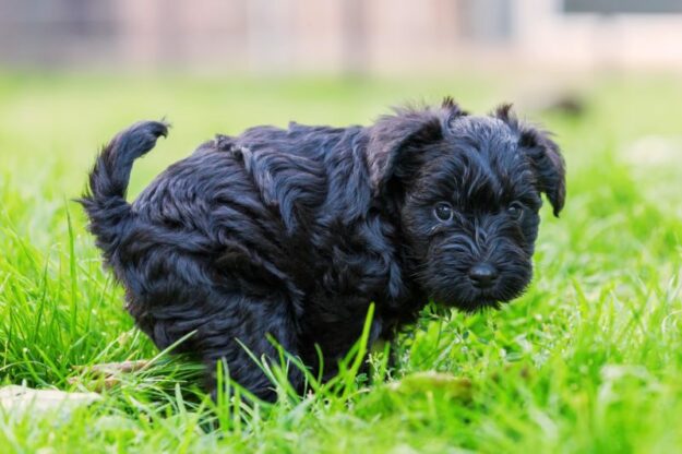 puppy potty training