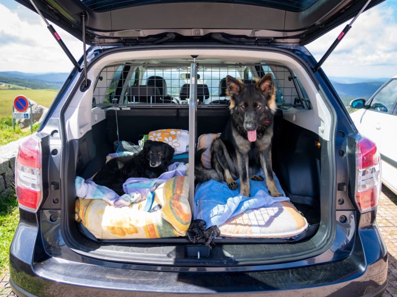 travel in car dog