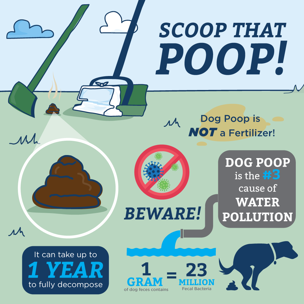 Why Picking Up Dog Poop Is Important - Pet Butler