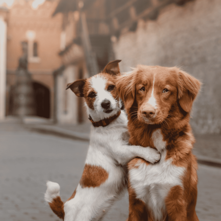 Dog Hugging Dog Two Dogs