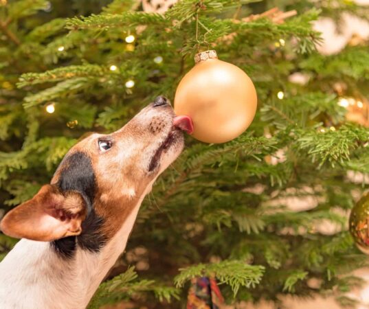 Dog Licking Orn