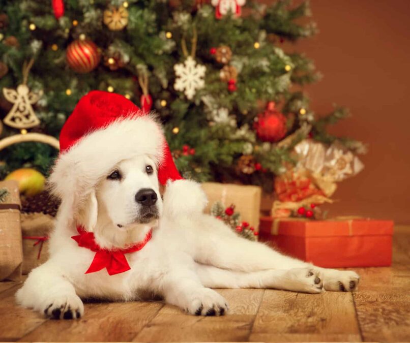 Santa Dog