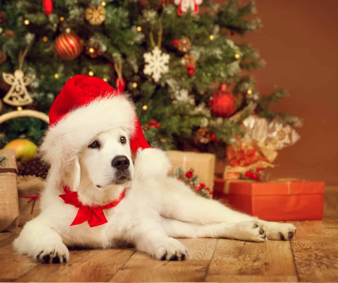 Santa dog