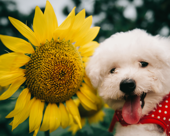 Pet Friendly Flowers Image