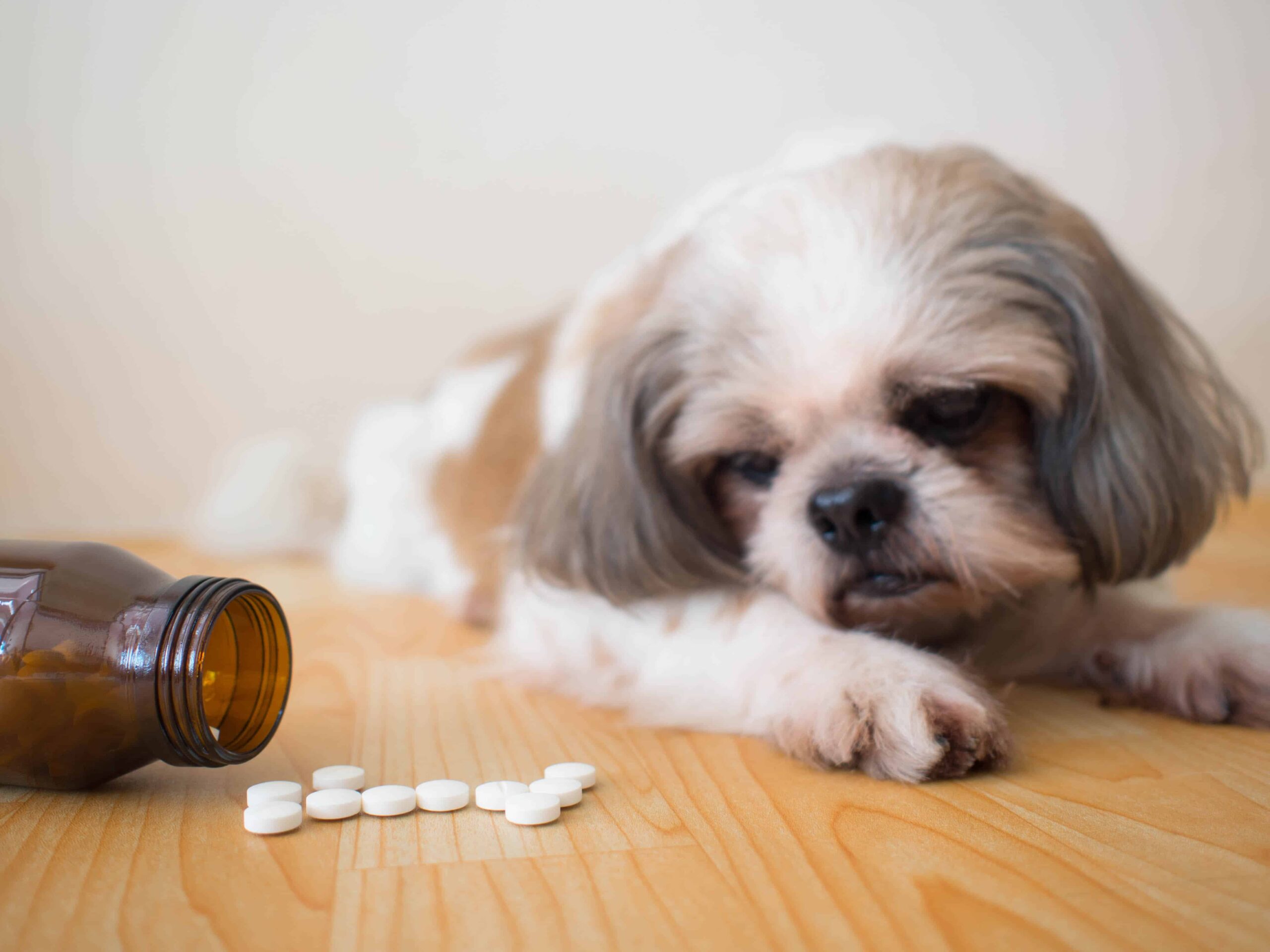 A white and tan Shih Tzu lying on a wooden floor next to a tipped-over medicine bottle with white pills scattered beside it