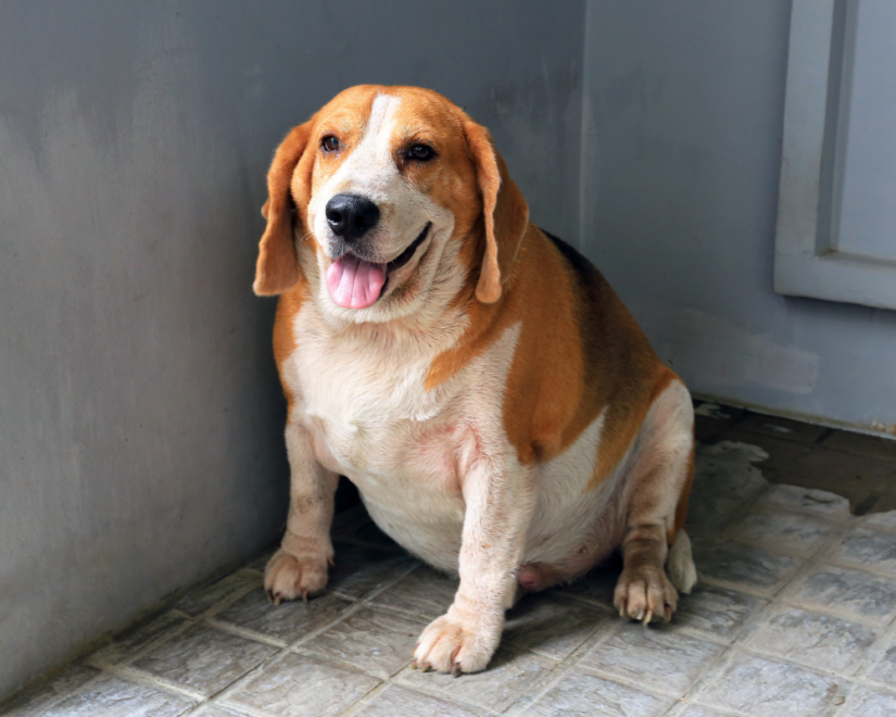 Pbc How To Determine If Your Pet Is Obese 1000x800