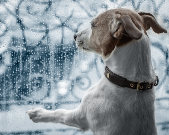Pbc How To Calm Your Dog During A Storm 1000x800