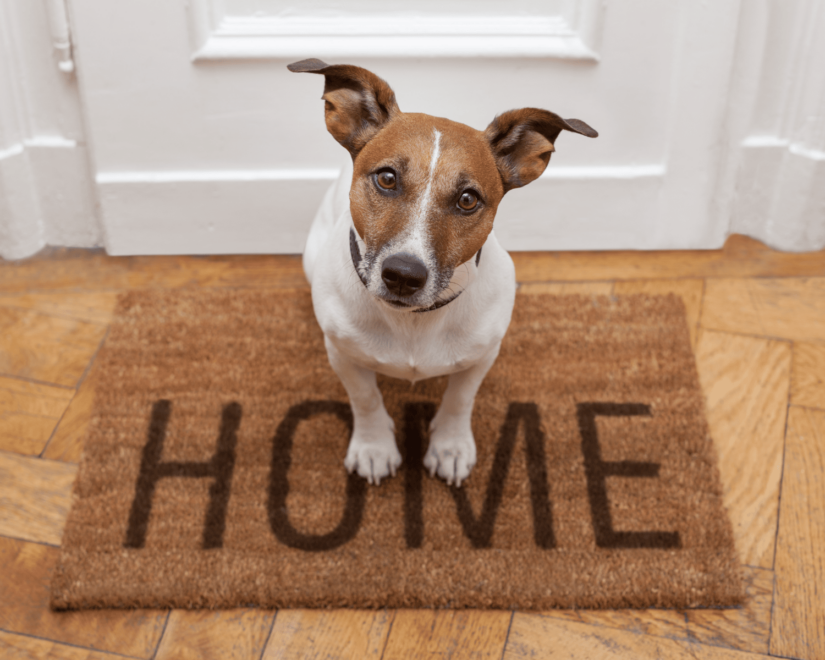 Small dog sitting on a welcome mat.