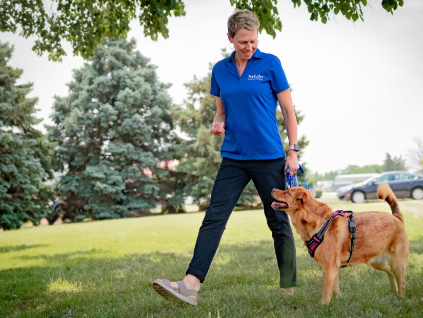 Pet Butler Rochester MN local owner walking a dog across a green lawn on a sunny day. Dog Walking - Pet Care Services - Dog Walker