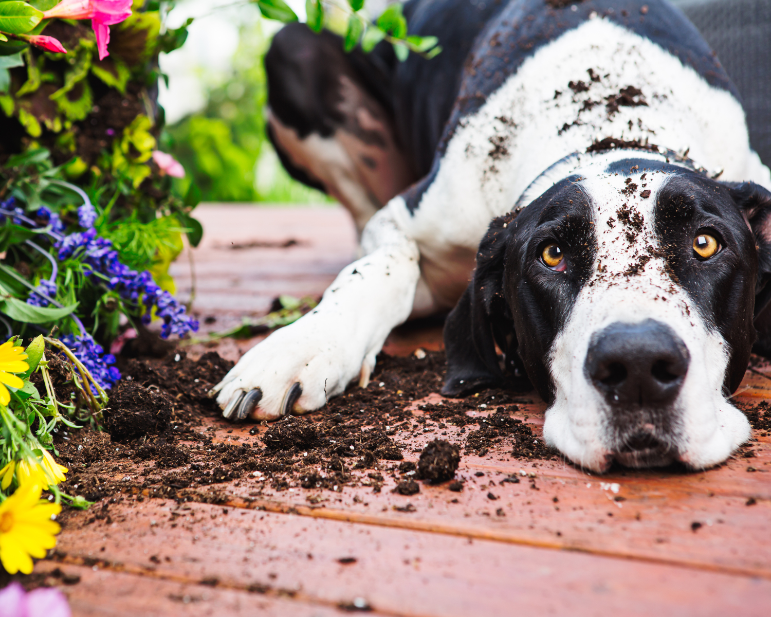 4 Dog Behavioral Issues and How to Correct Them