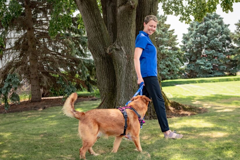 Dog Walker in Cary North Carolina walking a dog across a grassy area on a sunny day.