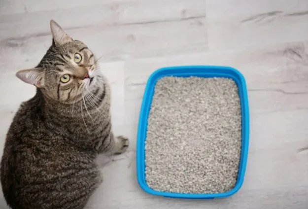 Grey striped cat looking up while sitting next to a blue litter box on a white marble floor.