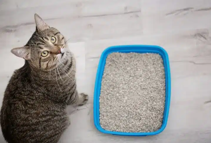 Cat Litter Box Cleaning Service Pet Butler