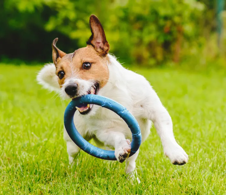 Small white and brown dog running on the grass with a blue ring toy in its mouth.