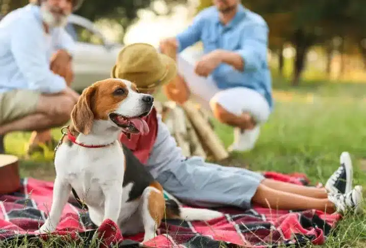 A beagle dog sitting on a blanket in the grass along with a boy and two men on a warm, sunny day.