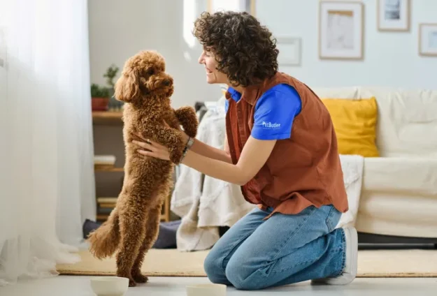 Small brown dog standing on its hind legs while playing with a female Pet Butler pet sitter on a living room floor.