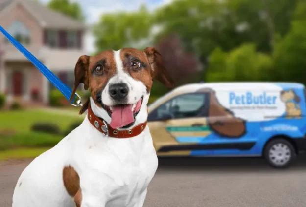 White and brown medium sized dog on a blue leash standing in front of a Pet Butler logoed mini van.