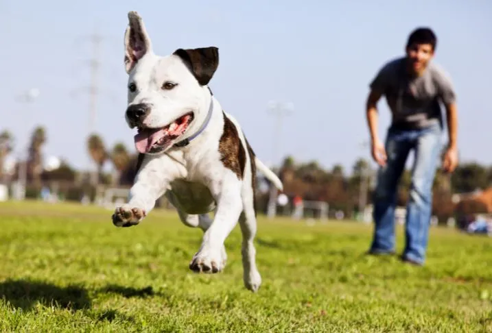 A white and black dog in a park leaping while chasing a toy thrown by a man standing in the background.