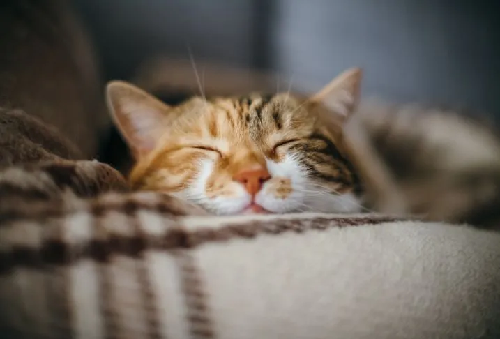 The face of a beige and white cat laying on a brown plaid blanket with its eyes closed.