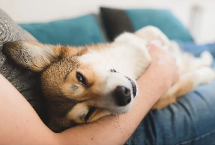 A person sitting on a blue couch with a small brown and white dog lying across their lap.