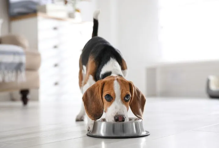 A beagle dog standing in a kitchen eating from a stainless steel food bowl while looking straight ahead.