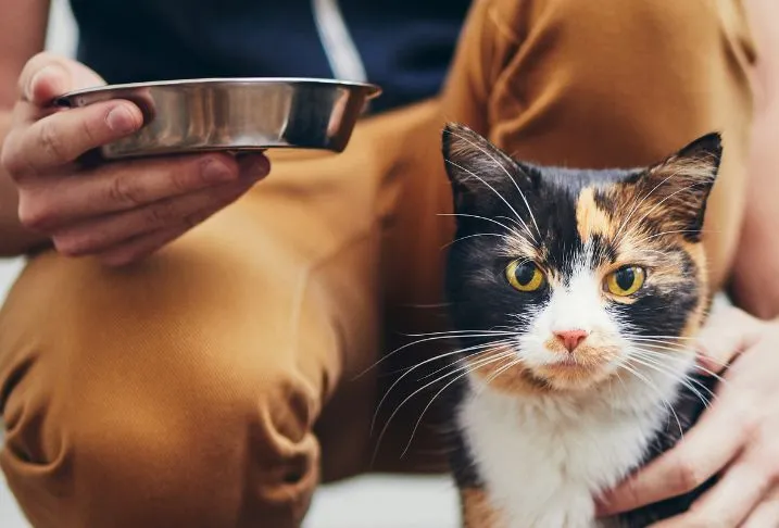 Person in brown pants holding a small stainless steel bowl and kneeling next to a black, white and brown cat.