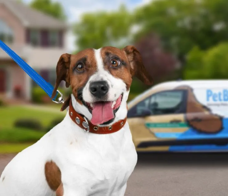 White and brown medium sized dog on a blue leash standing in front of a Pet Butler logoed mini van.