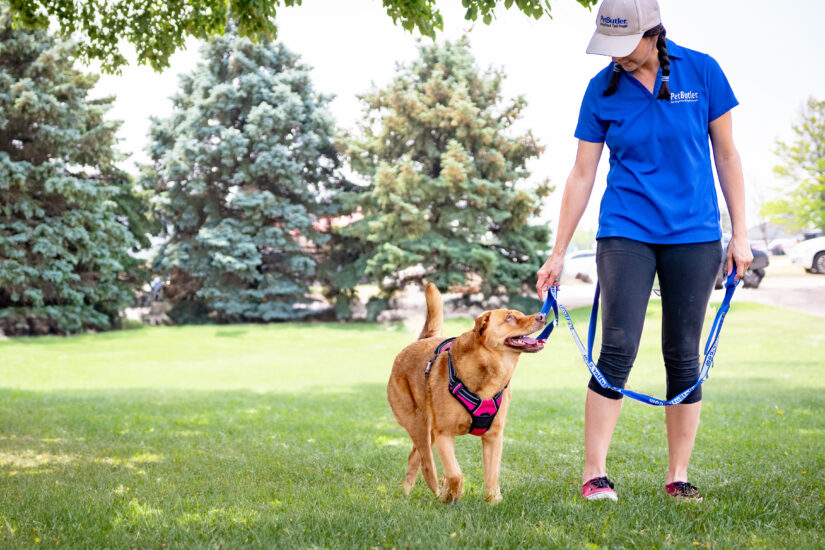 Pet Butler employee walking a dog across a green lawn on a sunny day